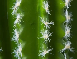 CEREUS artificial potted cactus 38 cm