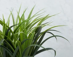 DRACAENA artificial potted plant 50 cm