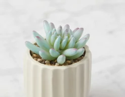 NAVA artificial potted plant 12 cm