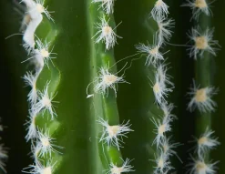 TETRA artificial potted cactus 70 cm